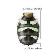 Attēlu rezultāti vaicājumam “Didea alneti”