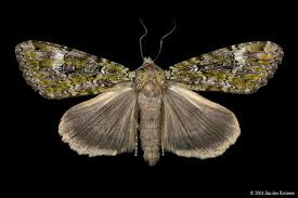 Attēlu rezultāti vaicājumam “Anaplectoides prasina”