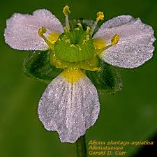 Attēlu rezultāti vaicājumam “Alismataceae”
