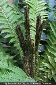 Attēlu rezultāti vaicājumam “Matteuccia struthiopteris”