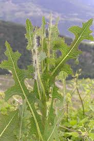 Attēlu rezultāti vaicājumam “Lactuca serriola”