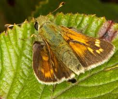 Attēlu rezultāti vaicājumam “Hesperia comma underside”