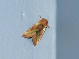 Attēlu rezultāti vaicājumam “Diachrysia tutti”