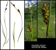 Attēlu rezultāti vaicājumam “Carex hostiana”