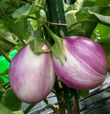 Afbeeldingsresultaat voor rosa bianca eggplant