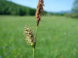 Attēlu rezultāti vaicājumam “Carex caryophyllea fruit”