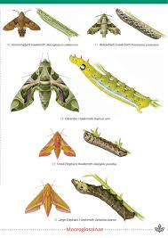 Image result for hawk moth