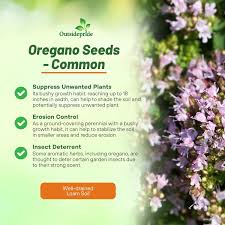 Attēlu rezultāti vaicājumam “Origanum vulgare bud”