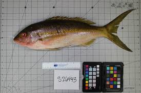 Image result for Ocyurus chrysurus