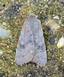 Attēlu rezultāti vaicājumam “Orthosia populeti”