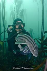 Image result for Poroderma africanum