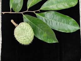 Attēlu rezultāti vaicājumam “Libanotis montana fruit”