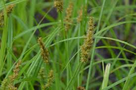 Attēlu rezultāti vaicājumam “Carex loliacea fruit”