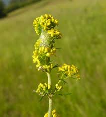 Attēlu rezultāti vaicājumam “Galium verum bud”