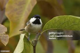 Attēlu rezultāti vaicājumam “Periparus ater adult”