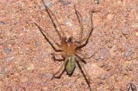 Attēlu rezultāti vaicājumam “Cheiracanthium sp.”