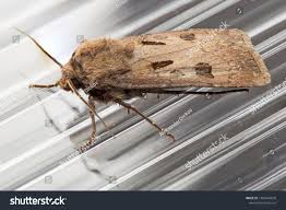 Attēlu rezultāti vaicājumam “Agrotis exclamationis”