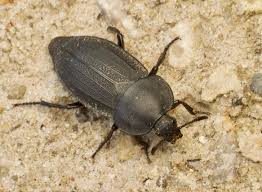 Attēlu rezultāti vaicājumam “Silpha obscura”