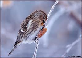 Attēlu rezultāti vaicājumam “Carduelis flammea female”