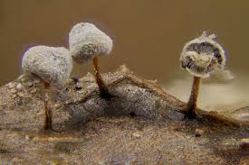 Attēlu rezultāti vaicājumam “Didymium bahiense macro”