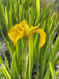 Attēlu rezultāti vaicājumam “Iris pseudacorus flower”
