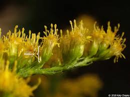 Attēlu rezultāti vaicājumam “Solidago canadensis flower”