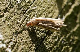 Attēlu rezultāti vaicājumam “Psyche casta larva”