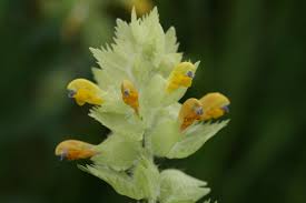 Attēlu rezultāti vaicājumam “Rhinanthus serotinus”