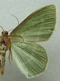 Attēlu rezultāti vaicājumam “Chlorissa viridata”