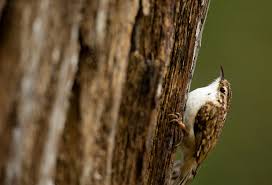 Attēlu rezultāti vaicājumam “Certhia familiaris adult”