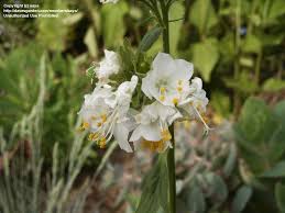 Image result for Polemonium coeruleum album