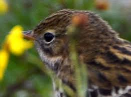 Image result for Anthus gustavi