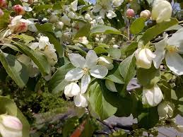 Attēlu rezultāti vaicājumam “Malus mandshurica”