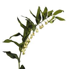 Attēlu rezultāti vaicājumam “Polygonatum multiflorum”
