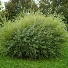 Attēlu rezultāti vaicājumam “Salix purpurea leaf”