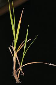 Attēlu rezultāti vaicājumam “Carex flava”