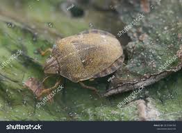 Attēlu rezultāti vaicājumam “Eurygaster testudinaria”