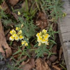 Attēlu rezultāti vaicājumam “Linaria vulgaris flower”