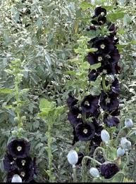 Image result for Alcea rosea nigra