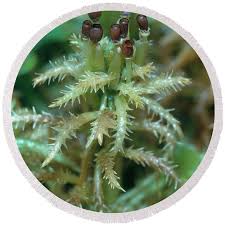 Attēlu rezultāti vaicājumam “Sphagnum squarrosum”