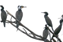 Attēlu rezultāti vaicājumam “Phalacrocorax carbo adult”