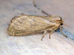 Attēlu rezultāti vaicājumam “Hepialus lupulinus”