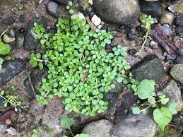 Attēlu rezultāti vaicājumam “Callitrichaceae”