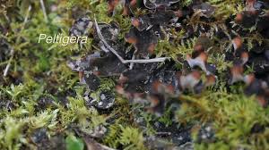 Attēlu rezultāti vaicājumam “Peltigera malacea”