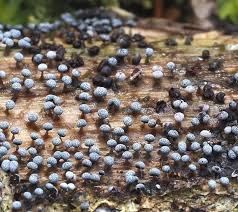 Attēlu rezultāti vaicājumam “Didymium melanospermum macro”