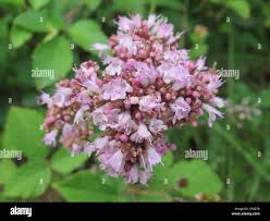 Attēlu rezultāti vaicājumam “Origanum vulgare bud”