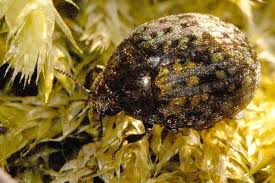 Attēlu rezultāti vaicājumam “Byrrhidae”