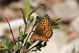 Attēlu rezultāti vaicājumam “Boloria titania underside”