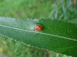 Attēlu rezultāti vaicājumam “Pontania proxima”