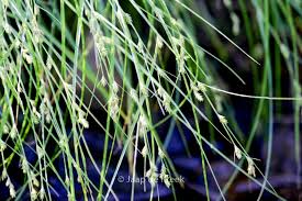 Attēlu rezultāti vaicājumam “Carex remota”